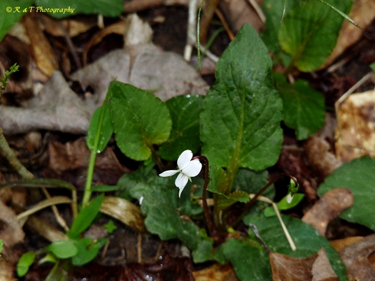 {Viola primulifolia}